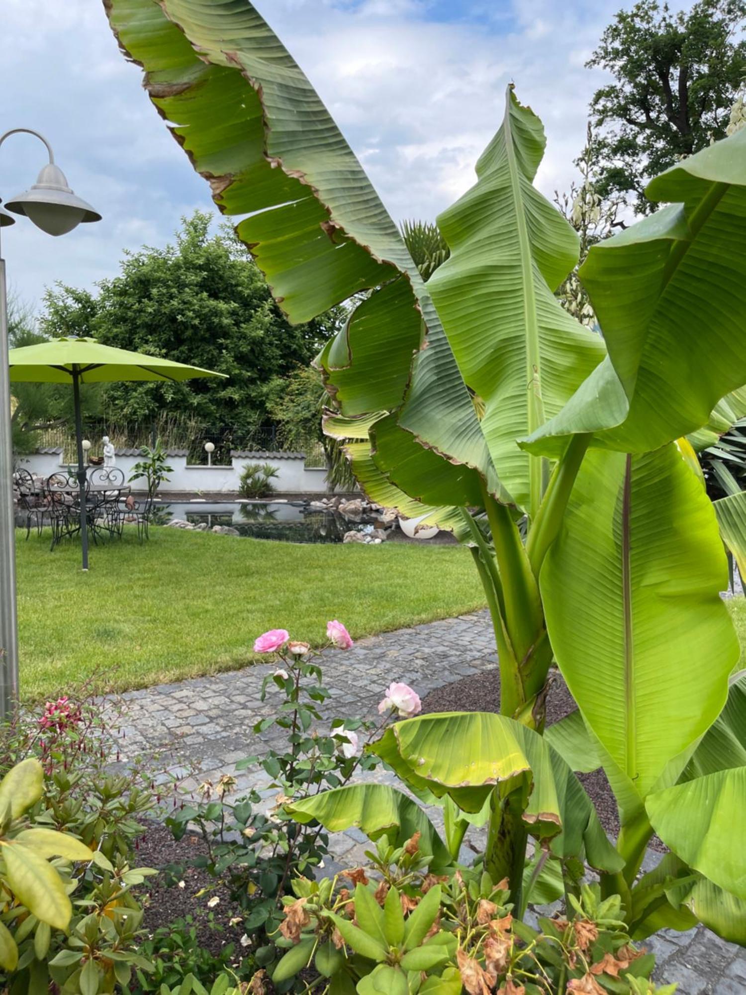 Ferienwohnung Am Pferdemarkt コンツ エクステリア 写真